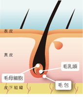 カミソリ剃毛