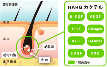 HARGカクテル